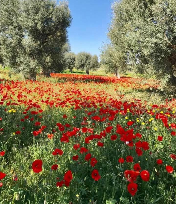 Trulli Francesca Ciclovia Villa Locorotondo Kültér fotó